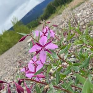 Meet your Posher, Jolene